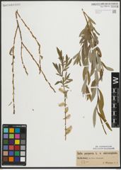 Foto von Salix purpurea L.